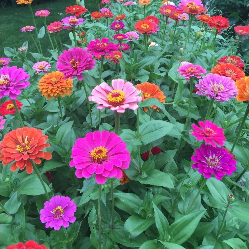 Meet your Posher, Roxy